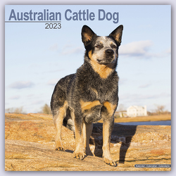 Australian Cattle Dog – Australische Cattle Dogs 2023 – 16-Monatskalender