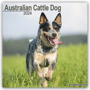 Australian Cattle Dog – Australische Cattle Dogs 2024 – 16-Monatskalender