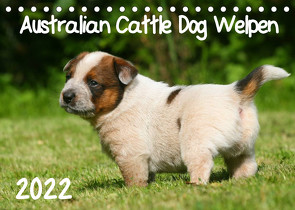 Australian Cattle Dog Welpen (Tischkalender 2022 DIN A5 quer) von Milau,  Susan