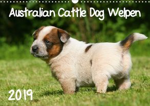 Australian Cattle Dog Welpen (Wandkalender 2019 DIN A3 quer) von Milau,  Susan