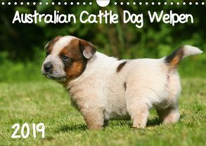 Australian Cattle Dog Welpen (Wandkalender 2019 DIN A4 quer) von Milau,  Susan