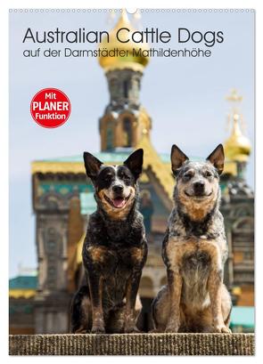 Australian Cattle Dogs auf der Darmstädter Mathildenhöhe (Wandkalender 2024 DIN A2 hoch), CALVENDO Monatskalender von Verena Scholze,  Fotodesign