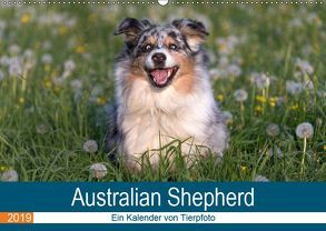 Australian Shepherd 2019 (Wandkalender 2019 DIN A2 quer) von Mirsberger www.tierpfoto.de,  Annett