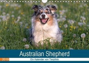 Australian Shepherd 2019 (Wandkalender 2019 DIN A4 quer) von Mirsberger www.tierpfoto.de,  Annett