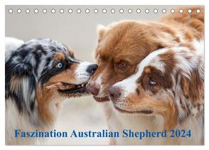 Australian Shepherd 2024 (Tischkalender 2024 DIN A5 quer), CALVENDO Monatskalender von Mirsberger,  Annett