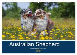 Australian Shepherd 2024 (Wandkalender 2024 DIN A2 quer), CALVENDO Monatskalender von Mirsberger,  Annett