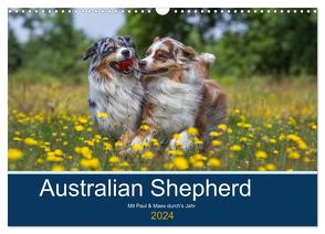 Australian Shepherd 2024 (Wandkalender 2024 DIN A3 quer), CALVENDO Monatskalender von Mirsberger,  Annett