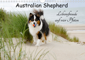 Australian Shepherd – Lebensfreude auf vier Pfoten (Wandkalender 2021 DIN A4 quer) von Nozulak,  Miriam