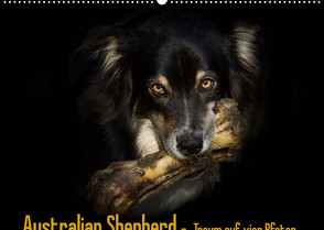 Australian Shepherd – Traum auf vier Pfoten (Wandkalender 2022 DIN A2 quer) von Mayer Tierfotografie,  Andrea