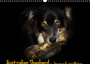 Australian Shepherd – Traum auf vier Pfoten (Wandkalender 2022 DIN A3 quer) von Mayer Tierfotografie,  Andrea