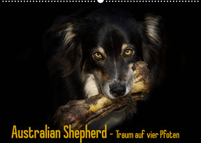 Australian Shepherd – Traum auf vier Pfoten (Wandkalender 2023 DIN A2 quer) von Mayer Tierfotografie,  Andrea