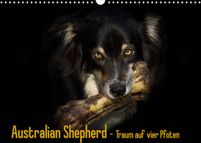 Australian Shepherd – Traum auf vier Pfoten (Wandkalender 2023 DIN A3 quer) von Mayer Tierfotografie,  Andrea