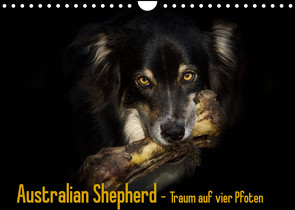 Australian Shepherd – Traum auf vier Pfoten (Wandkalender 2023 DIN A4 quer) von Mayer Tierfotografie,  Andrea