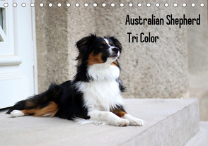 Australian Shepherd Tri Color (Tischkalender 2020 DIN A5 quer) von Youlia