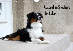 Australian Shepherd Tri Color (Wandkalender 2020 DIN A4 quer) von Youlia