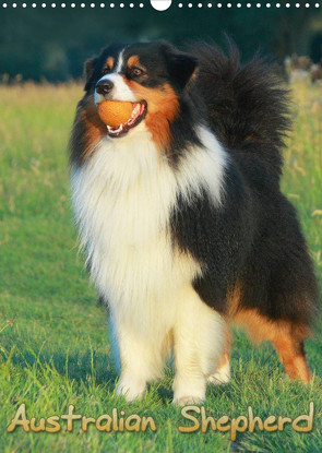 Australian Shepherd (Wandkalender 2023 DIN A3 hoch) von Mielewczyk,  Barbara