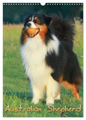 Australian Shepherd (Wandkalender 2024 DIN A3 hoch), CALVENDO Monatskalender von Mielewczyk,  Barbara