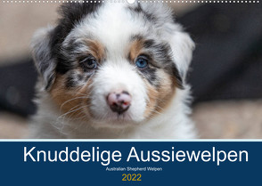 Australian Shepherd Welpen 2022 (Wandkalender 2022 DIN A2 quer) von Mirsberger www.annettmirsberger.de,  Annett