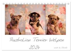 Australian Terrier Welpen (Tischkalender 2024 DIN A5 quer), CALVENDO Monatskalender von Tierfotografie,  Sikisaki