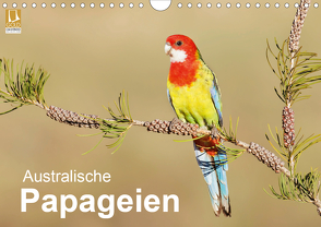 Australische Papageien (Wandkalender 2021 DIN A4 quer) von birdimagency,  BIA