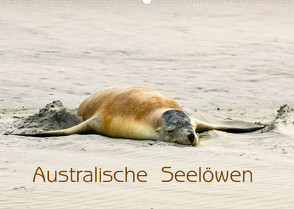 Australische Seelöwen (Wandkalender 2023 DIN A2 quer) von Drafz,  Silvia