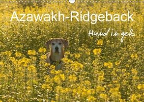 Azawakh-Ridgeback Hund in gelb (Wandkalender 2018 DIN A3 quer) von Bölts,  Meike