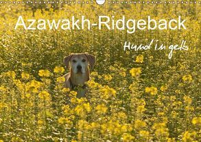 Azawakh-Ridgeback Hund in gelb (Wandkalender 2019 DIN A3 quer) von Bölts,  Meike