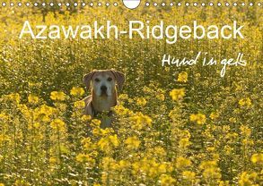 Azawakh-Ridgeback Hund in gelb (Wandkalender 2019 DIN A4 quer) von Bölts,  Meike