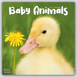 Baby Animals – Tierbabys 2023 – 16-Monatskalender