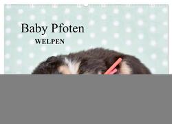 Baby Pfoten (Wandkalender 2024 DIN A2 quer), CALVENDO Monatskalender von Eckelt,  Natalie