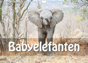 Babyelefanten (Wandkalender 2022 DIN A4 quer) von Styppa,  Robert