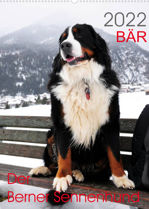BÄR – Der Berner Sennenhund (Wandkalender 2022 DIN A2 hoch) von Brenner,  Sonja