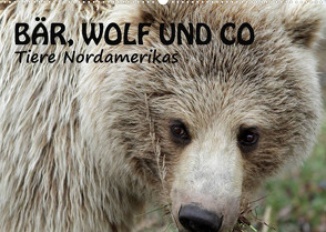 Bär, Wolf und Co – Tiere Nordamerikas (Wandkalender 2022 DIN A2 quer) von Salzmann,  Ursula