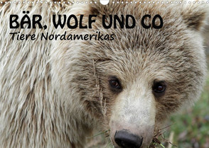 Bär, Wolf und Co – Tiere Nordamerikas (Wandkalender 2022 DIN A3 quer) von Salzmann,  Ursula