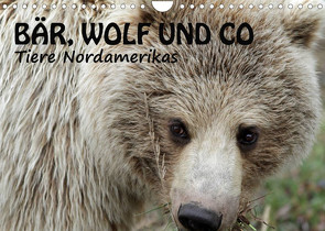 Bär, Wolf und Co – Tiere Nordamerikas (Wandkalender 2022 DIN A4 quer) von Salzmann,  Ursula