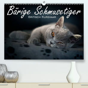 Bärige Schmusetiger – Britisch Kurzhaar / CH-Version (Premium, hochwertiger DIN A2 Wandkalender 2023, Kunstdruck in Hochglanz) von Zimmermann-Probst,  Inge