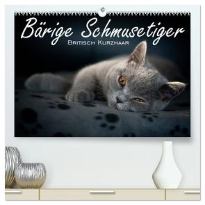 Bärige Schmusetiger – Britisch Kurzhaar (hochwertiger Premium Wandkalender 2024 DIN A2 quer), Kunstdruck in Hochglanz von Zimmermann-Probst,  Inge