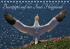 Basstölpel auf der Insel Helgoland (Tischkalender 2021 DIN A5 quer) von Konieczka,  Klaus