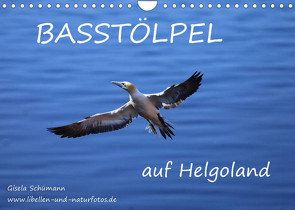 Basstölpel auf Helgoland (Wandkalender 2022 DIN A4 quer) von Schuemann,  Gisela