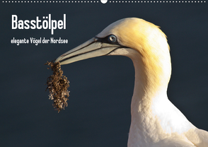 Basstölpel (Wandkalender 2021 DIN A2 quer) von Uppena,  Leon