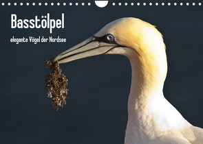 Basstölpel (Wandkalender 2022 DIN A4 quer) von Uppena,  Leon