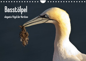 Basstölpel (Wandkalender 2023 DIN A4 quer) von Uppena,  Leon