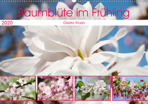 Baumblüte im Frühling (Wandkalender 2020 DIN A2 quer) von Kruse,  Gisela