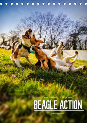 Beagle Action – Wilde Kuscheltiere (Tischkalender 2022 DIN A5 hoch) von Hartmann,  Gregor