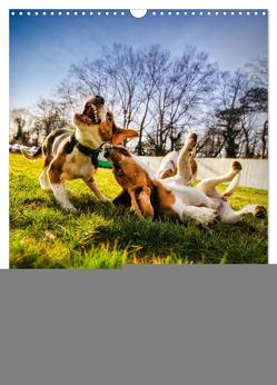 Beagle Action – Wilde Kuscheltiere (Wandkalender 2024 DIN A3 hoch), CALVENDO Monatskalender von Hartmann,  Gregor