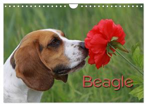 Beagle (Wandkalender 2024 DIN A4 quer), CALVENDO Monatskalender von - Antje Lindert Rottke + Martina Berg,  Pferdografen.de