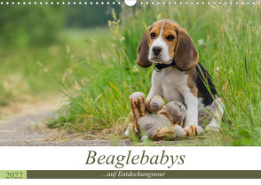 Beaglebabys auf Entdeckungstour (Wandkalender 2022 DIN A3 quer) von Teßen,  Sonja