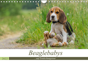 Beaglebabys auf Entdeckungstour (Wandkalender 2022 DIN A4 quer) von Teßen,  Sonja