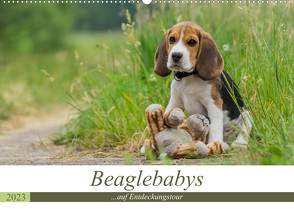 Beaglebabys auf Entdeckungstour (Wandkalender 2023 DIN A2 quer) von Teßen,  Sonja