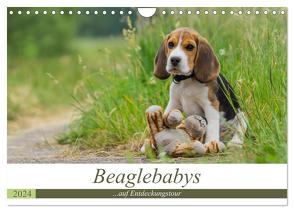 Beaglebabys auf Entdeckungstour (Wandkalender 2024 DIN A4 quer), CALVENDO Monatskalender von Teßen,  Sonja